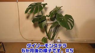 【ダイソーのモンステラ観察＃5】《購入から6か月現在の成長》#観葉植物 #モンステラ #ダイソー #100均観葉植物 #家庭菜園 #園芸 #ガーデニング