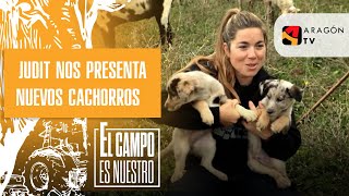 Judit nos presenta a dos cachorros que se unen a la familia pastora.