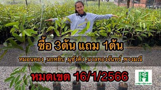 โปรซื้อ3ต้น แถม 1ต้น หมอนทอง พวงมณี มูซังคิง นวลทองจันทร์ นกหยิบ | ลุงหมูป้าตุ้ยพันธุ์ไม้