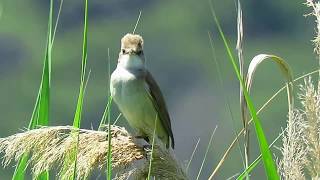 Veliki trstenjak , Acrochepalus arundinaceus , Great Red Walbler -- Birds of Croatia