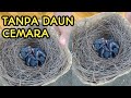 Bahan sarang murai batu selain daun cemara