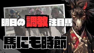 【馬にも時節】東京11R 富士ステークス セリフォスが坂路追い切りをする時の共通点が面白い＋人気薄想定４頭の熱い馬【明日の調教注目馬】