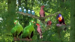 In The Night Garden Birds Compilation