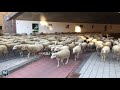 250 schapen trekken door weert