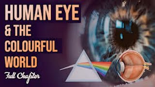 The human eye and the colorful world MCQ | The human eye and the colorful world Class 10 Mcq