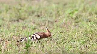 Hoopoe feeding on ground bugs