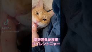 指を咥えたままサイレントニャー　#保護猫 #猫のいる暮らし #元野良猫