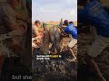 kind men save baby elephant stuck between tree trunks