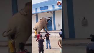 ఆకలికి ఆగని గజరాజు ఏం చేసింది అంటే || Elephant Attack on FCI Godown || Vidaatha News