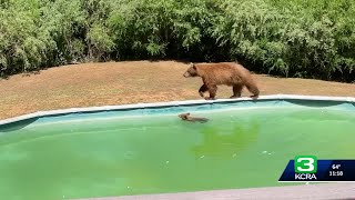 TOO CUTE: Bear cub gets swimming lesson from mom in California pool