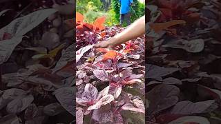 ചുവന്ന ചീര വിളവെടുപ്പ് | Farm Fresh Red Spinach