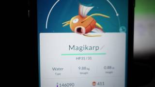 [Pokemon GO] 鯉魚王進化成暴鯉龍瞬間