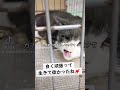 保護猫を里親募集しています😻💓r6.5.24傷だらけのチョビちゃん😺 猫可愛い ネコ cat 保護猫 猫のいる暮らし 猫 譲渡会猫 里親募集中 猫好き 山形 日本 japan yamagata pet