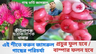 জামরুল গাছের শীতকালীন পরিচর্যা#প্রচুর  ফুল/ বাম্পার ফলন#এই ডরমেন্সিতে কি কি ব্যবহার করবেন#