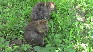 ひたすら草を食むクオッカ母娘「ビビ＆チャチャ」①（埼玉県こども動物自然公園）Quokka Mother \u0026 Daughter