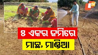 Group of Self-Reliant Women Get Benefits From Vegetable and Millet Farming in Rairangpur