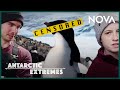 Antarctic Penguins: Overrated? | Antarctic Extremes