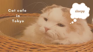 A Day with Cats! | Cat cafe in Tokyo | Cafe Mocha | Shinjuku, Tokyo | Ms. Arni