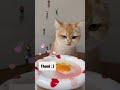 this cat eats irresistible food... you ll love his reaction cat animals food cute