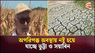 তীব্র খরার সাথে লড়াই করছেন আর্জেন্টিনার কৃষকরা | Argentine farmers | Channel 24