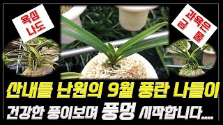 9월말 산내들 육종원의 건강한 난들보면서 힐링하세요 보기만 해도 기분좋아지는 풍멍 시작합니다. 풍란 난테크