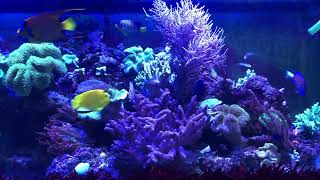 Marine angel fish ich/white spot day 18