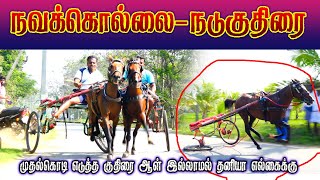 நடுகுதிரை- நவக்கொல்லை (12/02/2023) Navakkollai Nadukuthirai #horseriding