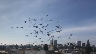 Entrenamiento y Disciplina  palomas mensajeras