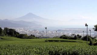 静岡県　日本平の茶畑と富士山　その1