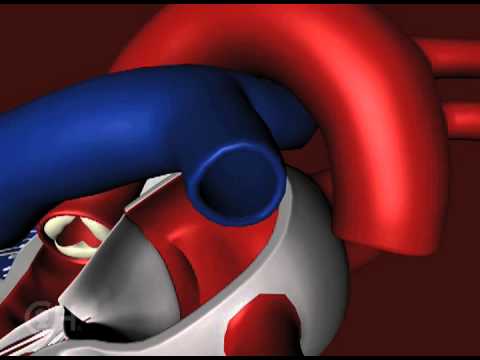 What changes occur in the fetal circulation after birth?