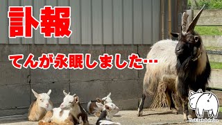 【また悲しいご報告】てんが永眠しました…　2023年7月28日 手作りヤギ牧場 goat farm 吉がけ牧場