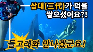 돌고래와 스쿠버다이빙을? 이집트 후루가다에서 남방큰돌고래와 다이빙하기!! feat. 삼대가 덕을 쌓으면 가능!!