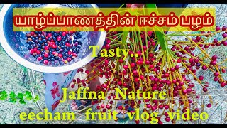 Eecham palam in jaffna vlog_travel vlog_jaffna fruit tamil/#fruits/JAFFNA MIND/tamil vlogs