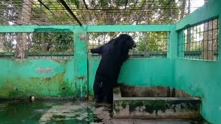 দেখুন চিড়াখানার ভিতরে ভাল্লুক কি করে 😊🥰 || See what the bears do inside the zoo 🥀