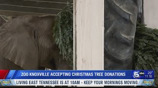 Zoo Knoxville accepting Christmas tree donations