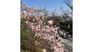 2015年たまプラーザ団地の桜★たまプラーザ　あざみ野　賃貸　売買　マンションなど