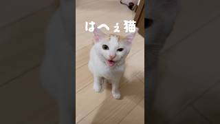 【保護猫】ほたてはハスキーボイス。特に起きたてはカッスカスです😂だがそこもぎゃわいい！！！#子猫 #猫部 #猫のいる暮らし #保護猫 #猫動画 #고양이 #냥냥이 #kitten #貓咪 #破片猫