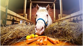 Ansip sööb│ Horse eating ASMR 4K│Tartu Ratsakool