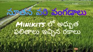 నూతన వరి రకాలు విడుదల | paddy new varieties | JGL-24423| Knm-733