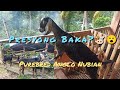 Goat Breeds | Anglo Nubian | Upgraded Goats | Update sa aming Goat Farm