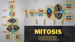 Mitosis Cell Division Model | Phases of mitosis | cell divisionl | How to make Cell division Model