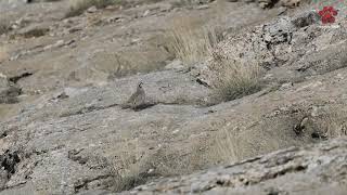 KINALI KEKLİK  » Chukar Partridge » Alectoris chukar