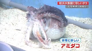 桂浜水族館に珍しいタコ　生体解明へ新たな挑戦も　【高知】 (22/04/13 18:43)