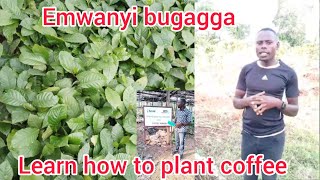 Yiino ensimba yemwanyi enunji ekyasinze okubazisa emwanyi, Learn how to plant coffee