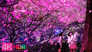 【淡水天元宮夜櫻】綿綿細雨賞夜櫻；歡歡喜喜迎春風｜4K HDR｜Tamsui Cherry Blossom Festival 2022 in the Rain