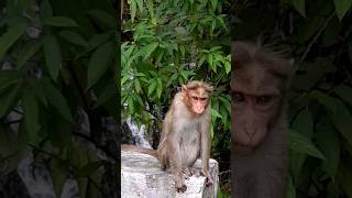 Lovely Monkey #waterfalls #shortvideo #forest