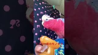 スプレー音のモノマネをするモモイロインコ