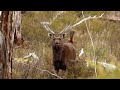 honking sambar stag on recent backpack mission 2019