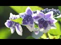 【kyoto】mimuroto temple hydrangea 2021【japan】