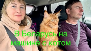 В Беларусь 🇧🇾 на машине с котом. Путешествие в Могилев